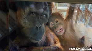 Video: Orangutan celebrates 1st birthday at Indy Zoo