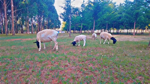 🌟 This year's lambing season has been a success! 🐑💪 All our ewes have maintained excellent body condition post-lambing—a true achievement in Dorper farming! 🚜✨ It’s not easy, but dedication and smart feeding are paying off. 📍 Visit us for an educational farm experience—by appointment! 📍 Location: Eldoret, Hawaii, just 8km from Eldoret town. 📞 Call: 0707902153 #DorperSuccess #LambingSeason #KiboisBreeders #FarmingWithPassion