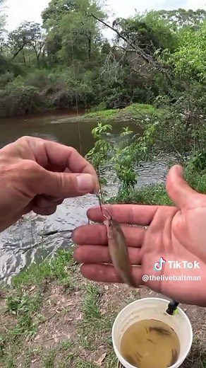 Anthony Stafford on TikTok