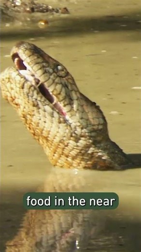Giant Anaconda's Insane Survival Hack #wildlife #shorts