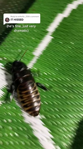 Replying to @zx4or0s._f33t This is one of my Madagascar hissing cockroaches. The hissing sound is caused by the roach inhaling quickly through their spiracles when scared. #HissingCockroach #Insects