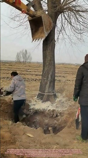 Dangerous Tree Felling: Why You NEVER Cut the Notch on the Push Side