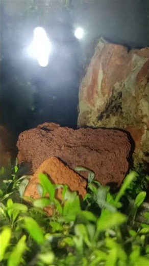 find the shrimp 🦐 #aquascape #aquascapegallery #aquariumfish #aquascapelowtech #fishguppy #fishtank