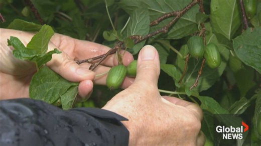 Quebec’s newest fruit crop is a type of kiwi