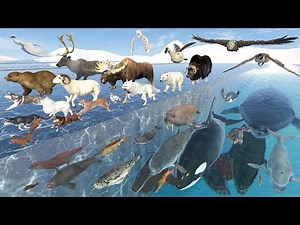 Arctic Animal Speed Comparison | 3D Animation | Real Scale Comparison