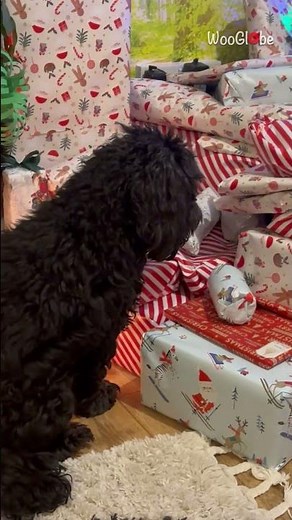 Christmas Presents for Dogs: Sweet Pup's Holiday Anticipation || WooGlobe