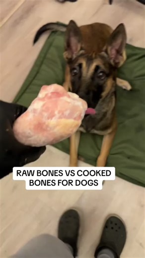 Danger of Feeding Dogs Cooked Chicken Bones