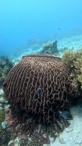 Sponge Barrel #keepdiving #adventuredive #oceanlife #scubadiving #underwaterworld | Long Journey