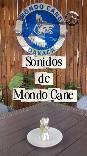 Así suena un día Mondo Cane 🐶🐾 un espacio creado para ellos 🐕💚 #mondocaneoaxaca #asmr #sonidosrelajantes #entrenamientocanino #hotelcaninooaxaca | Mondo Cane Oaxaca