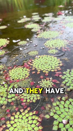 Mosaic plant, otherwise known as Ludwigia sedioides, is one of the most underrated and fascinating plants on the aquarium hobby. It grows almost similarly to a water Lilly, with red and green tiled leaves that sprawl across the surface of the hobby. It’s native to warm central and South American climates, and it isn’t cold tolerant. This means it can be purchased and grown as an annual in many parts of the United States. It can be invasive in warm months, however, so always do research before pl
