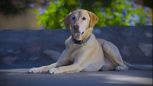 4.9K views · 56 reactions | AUTO LOANS UNLEASHED - APPLY TODAY! GECU is offering low rates on auto loans to make end-of-year vehicle offers even sweeter! Details: bit.ly/AutoLoansUnleashed1 Auto dealers everywhere are inundated with 2016 and 2017 models. Choose your vehicle. If the vehicle you want comes with a rebate, take the rebate! Then ask for GECU financing to make a good deal even better. But hurry — sale ends January 9! | GECU | Facebook