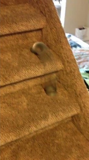 Pro slinky skills sending it down the stairs. Please like and subscribe 👍