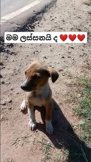 මම ගොඩක් ලස්සනයි නේද ❤️❤️❤️