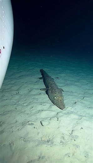 Rafael Nunes on Instagram: "🌑🐟 Abyssal ambush, captured like real sub footage. This AI-generated deep‑sea documentary clip shows a Bathysaurus (deep‑sea lizardfish) lying motionless on the mud—almost like a stick—until one sudden, short strike makes a passing fish vanish, then it settles back into stillness. 🌊 #AIVideo #AIGenerated #DeepSea #DeepOcean #Bathysaurus #BathysaurusFerox #Abyssal #OceanDepths #Underwater #MarineLife #SeaLife"