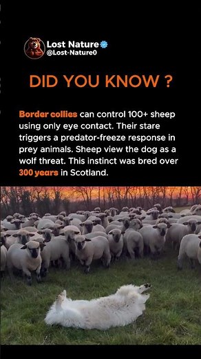 How Border Collies Control 100 Sheep With Their Eyes