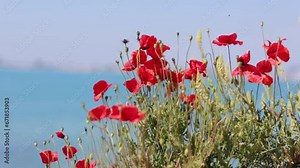 Red poppies flower swaying in wind with sea in background. Beautiful flowers growing by the sea