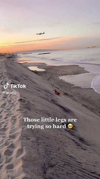 Adorable Corgi Agility Show: Watch those little legs go!