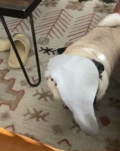 Sometimes Monday is just like a smelly sock 濫罹 credit : sophiathepugg #pug #pugs #pugsofinstagram #puglife #puglove #pugstagram #pugsnotdrugs #pugpuppy #pugnation #pugworld #pugoftheday #puglover #puglovers #pugbasement #pugetsound #pugsofig #puggy #pugslife #pugloversclub #pugpuppies #pugsrequest #pugdog #pugofinstagram #pugsandkisses #pugusa #funnypug #funnypugs #enhancepetdogs | Enhanced Pet Products | Facebook