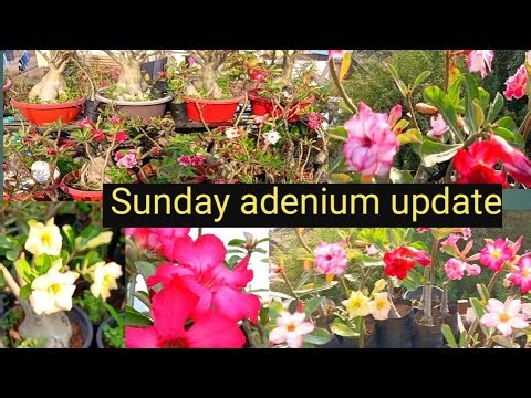 Sunday adenium update ll adenium garden overview ll