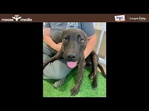 Bone and Biscuit Best Buddy - Sept 5 - Lyric and Melody