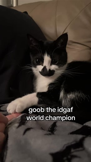 countess goobula 🖤 & bell on Instagram: "she actually could not care any less, but i still love her all the same 🖤 . . . #goob #goobie #meow #meowmeow #funny #funnycat #silly #sillycat #aww #adorable #socute #kitty #cat #catvideo #catvids #meme #catmeme #catmemes #countgoobula #goobula #vamp #vampire #goth #gothic #viral #catsofinstagram #instagramcats #tuxie #tuxedocat #tuxedocatsofinstagram"