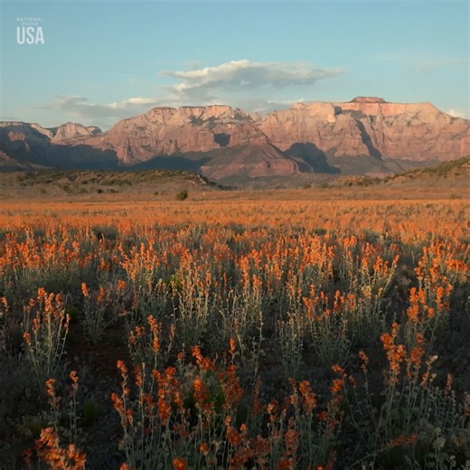 Well, I’ll bee! 🐝🌸 In the sunlit desert of Zion National Park, these dedicated globe mallow bees ensure the survival of both the blooming flowers and their future generation. | National Geographic Animals