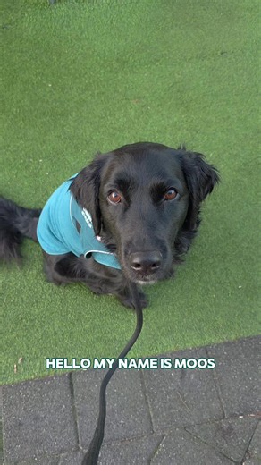 Booping is the way! With the boops I let the autistic one know she's getting overstimulated and that she needs to leave this situation. #assistancedog #hulphond #servicedog #flatcoatedretriever #assistenzhund