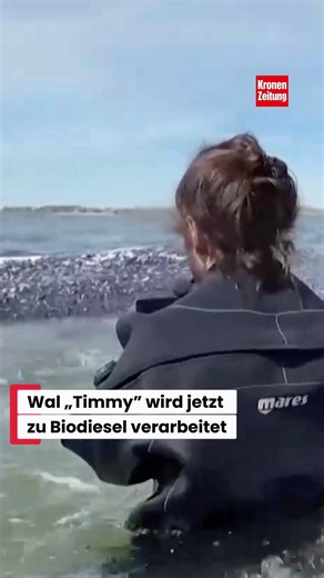 "Timmy" the whale is now being processed into biodiesel #news