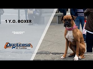 BOXER / DOG TRAINING