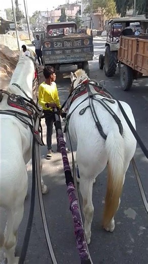 Hoof beats & dust vibes 🐾🌪️A royal creature in motion 👑✨Horse lovers, this one’s for you ❤️"