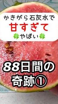 🍉小玉スイカが劇的に甘くなる育て方🍀88日後…かきがら石灰水で別物になります