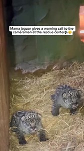 194K views · 7.7K reactions | Check out our comfy jaguar shirts and...