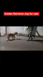 Golden Retriever dog for sale - 89787 35938