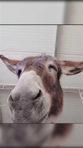 Are Donkeys Really Stupid? 🤔