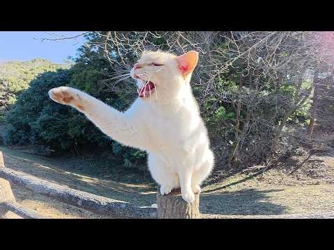 A burnt white cat rolls around in joy when it meets a human