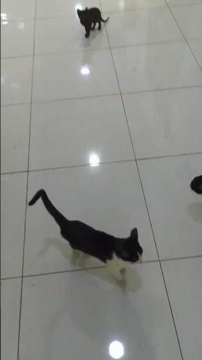 🐈🐈‍⬛🐈🐈‍⬛🐈‍⬛😻