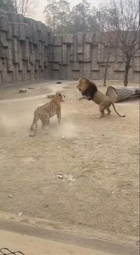 Lion vs Tiger: Epic 1v1 Battle Caught on Camera! 😱