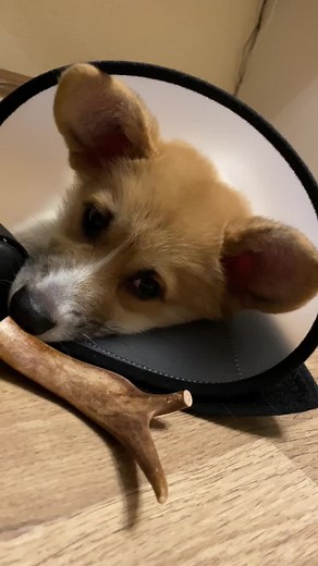 kireev_voice🎙 (@kireev_voice)’s videos with Reverence - Exist Strategy