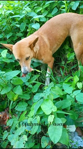 সকাল সকাল গুপ্তধন পাইছে🐔🦮 #youtubeshorts #dog #dogshorts #doglove #streetdog #youtubedog #dogslife