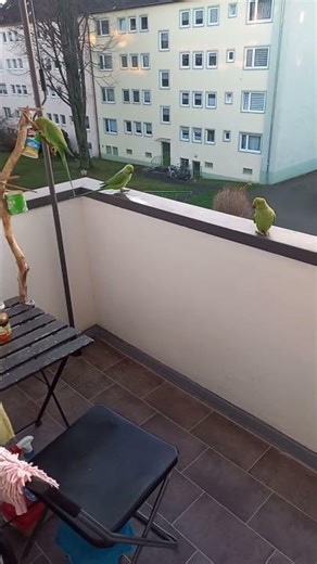Wild Parrot feeding indian Ringneck Halsbandsittich Alexandersittich #birds #parrot #talkingparot