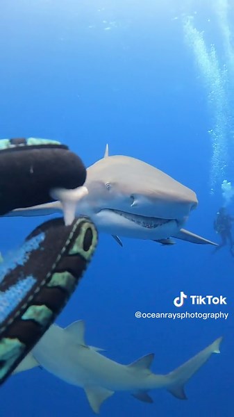 Lemon Shark Teeth Cleaning in Florida Waters