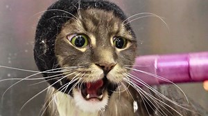 561K views · 35K reactions | HELP! Big "fluffy" Maine Coon Cat | Girl With The Dogs | Facebook