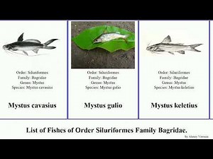 Fishes of Order Siluriformes Family Bagridae mystus catfish hemibagrus pseudobagrus rita finned