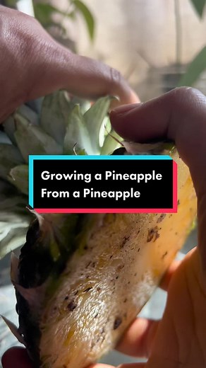 I tried the method where I placed the crown in water first and then transfered it to soil. I am hoping this will give me a pineapple because of the soil additive from the compost! #lomicomposter #pineappleplant @Lomi | Home Composter #growingapineapple