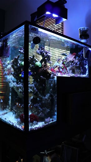 Exploring Coral Reefs with Deftones in Mexico