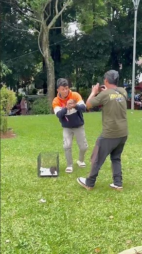 Review musang rase mozaik #musang #musanglovers #hewanlucu #animals