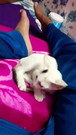 #bollywood #hindisong 🌹❤️🌹❤️dil to pagol hain #shrukkhan