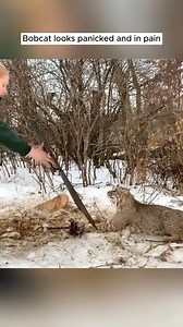 Found a bobcat trapped in a hunter’s trap and the ending #rescue #rescueanimals #animals #animalsoftiktok #bobcat | TV -