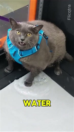 Fat Cats Have to Love Water