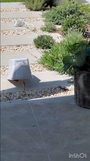 Huge lizard caught in front yard with homemade trap #shorts #lizard #lizards #skink #trap